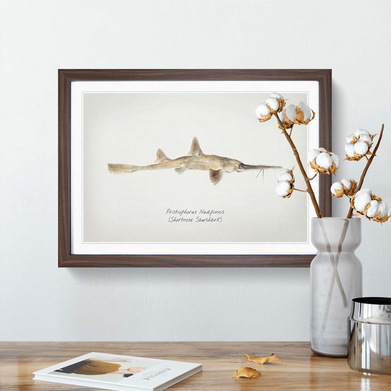 Illustration of a Shortnose Sawshark by F.E. Clarke - Picture Frame Graphic Art Print, Walnut Framed, 27cm H x 36cm W x 2cm D
