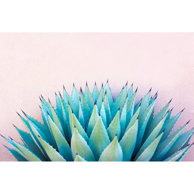 Agave bleu par Jannhuizenga, 24" H x 36" W