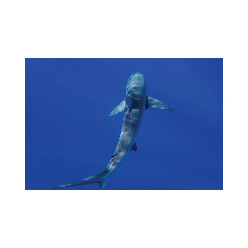 Hawaiian Shark II by Bethany Young - Print on Canvas, Wrapped Canvas, 45.72cm H x 66.04cm W x 1.91cm D
