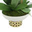 Orchids Arranged in Ceramic Key Footed Pot
