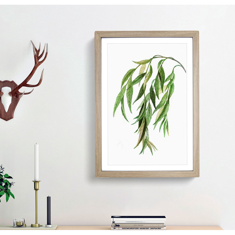 Weeping Willow Tree Branch by Pierre-Joseph Redoute - Picture Frame Painting Print, 65cm H x 48cm W x 2cm D, Oak Framed