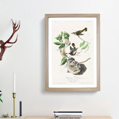 American Redstart Birds by John Audubon - Single Picture Frame Painting