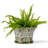 Fern Handmade Ceramic Cachepot