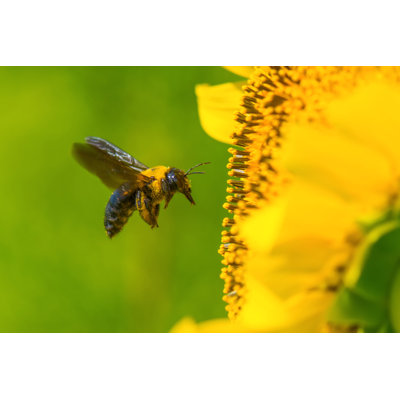 Christophen " Carpenter Bee " by Kojihirano