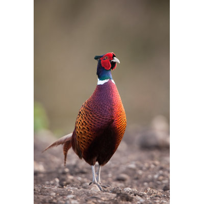 Closeup Of Pheasant by DamianKuzdak - Wrapped Canvas Print