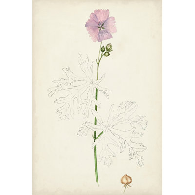 Botanical Sketches III - Graphic Art Print