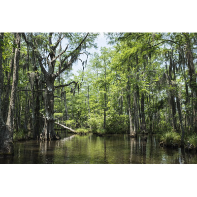 Swamp in New Orleans - Photographie sur toile tendue