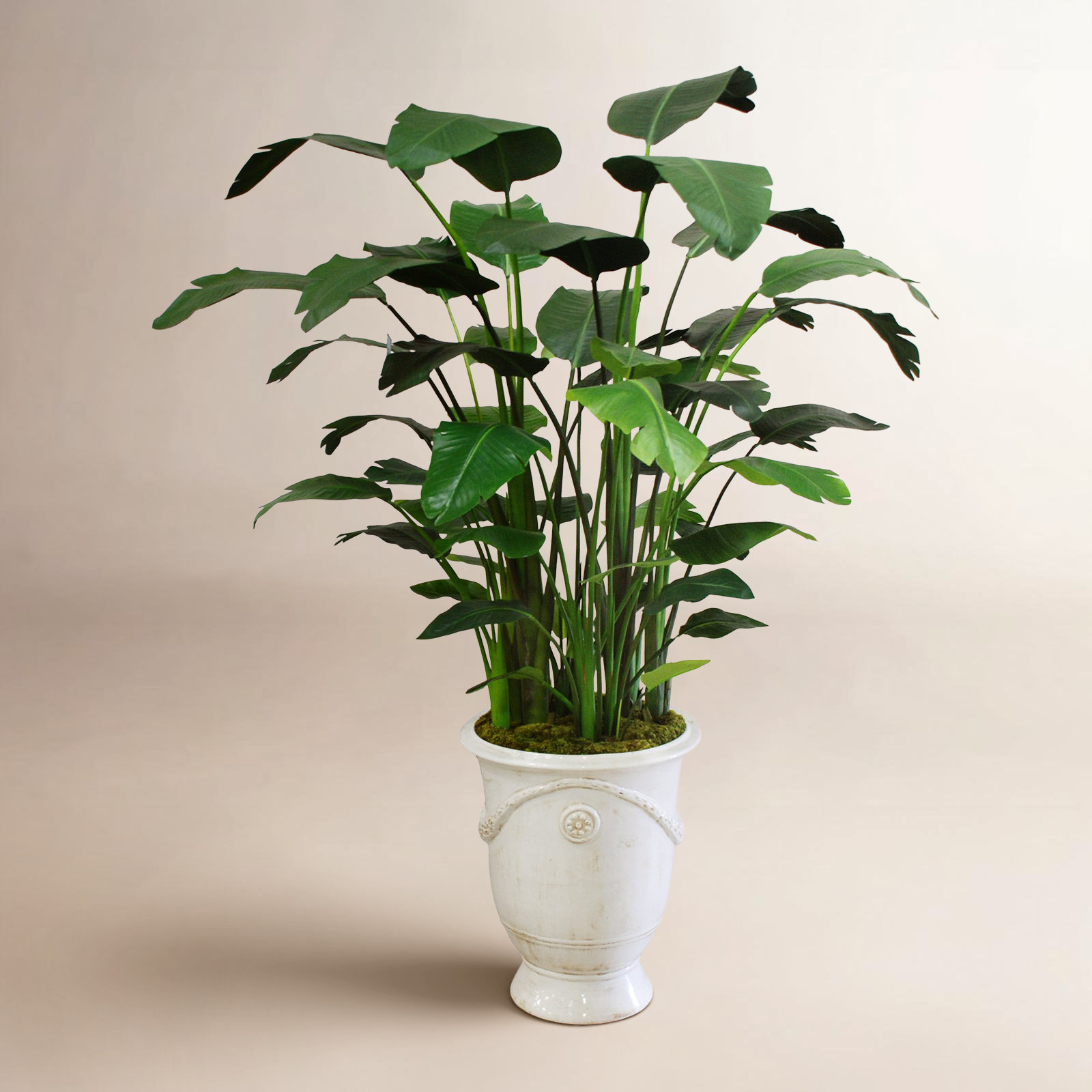 83" Banana Tree in Urn