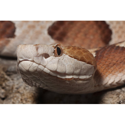 Venomous Copperhead Snake (Agkistrodon Contortrix) - photographie sur toile tendue