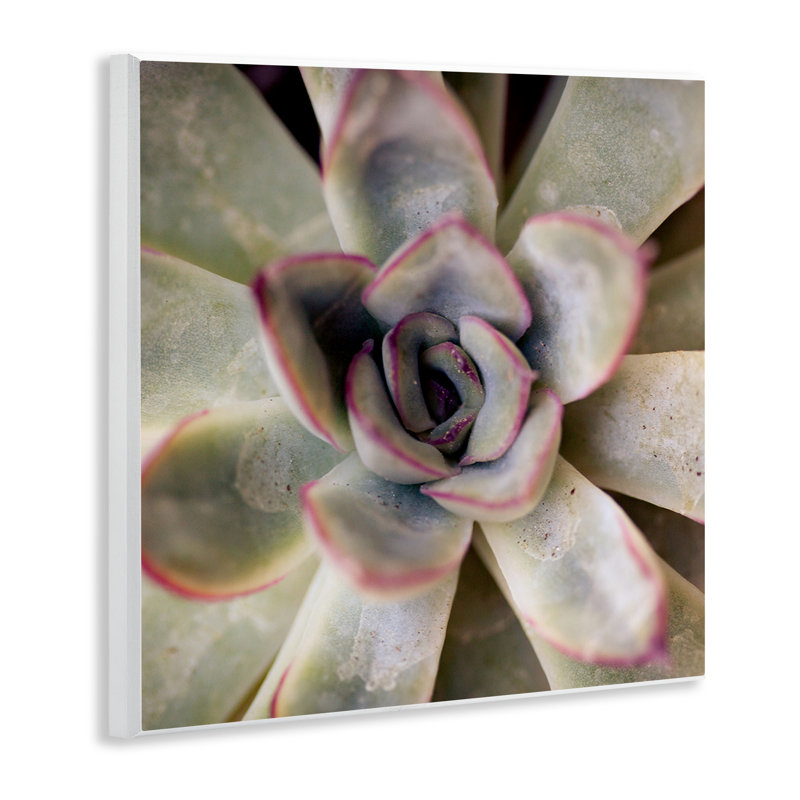 «Succulent Petals» par Susan Bryant