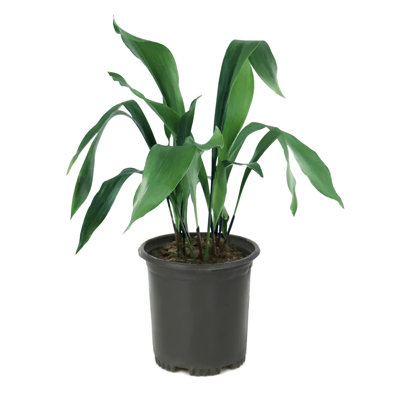 1 gal. Aspidistra Cast Iron