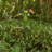 39"H Solar Powered Frog Garden Stake