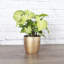 Live White Butterfly Plant in Classic Pot-114976334-114976335