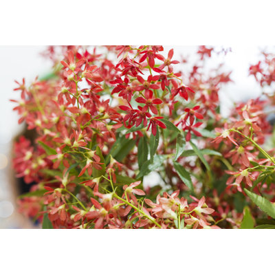 Detail of Christmas Bush Plant by Davidf