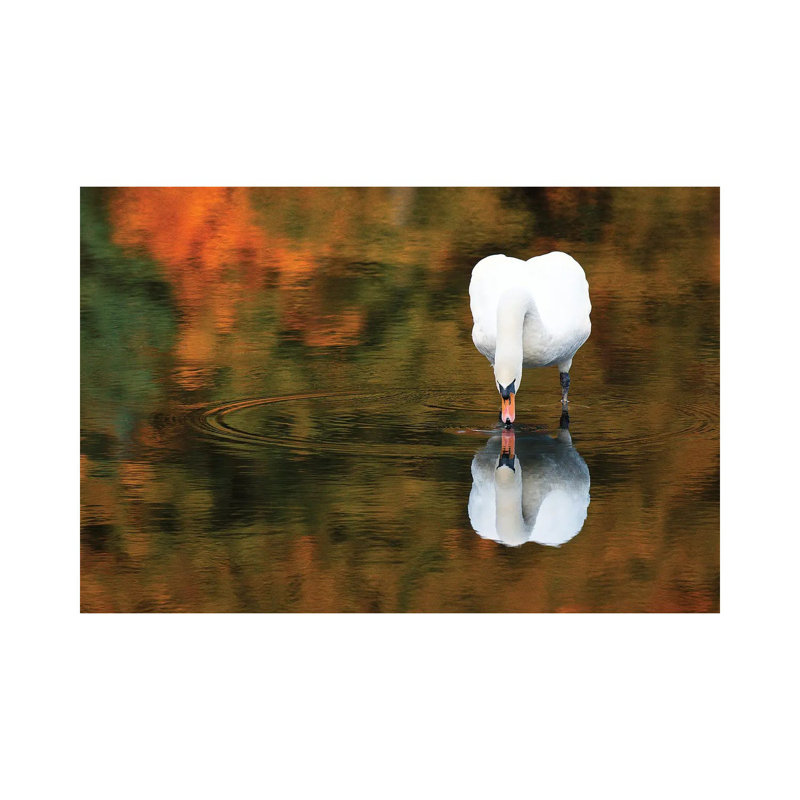 Reflected Swan II by David Gardiner - Wrapped Canvas Print, 20.32cm H x  30.48cm W