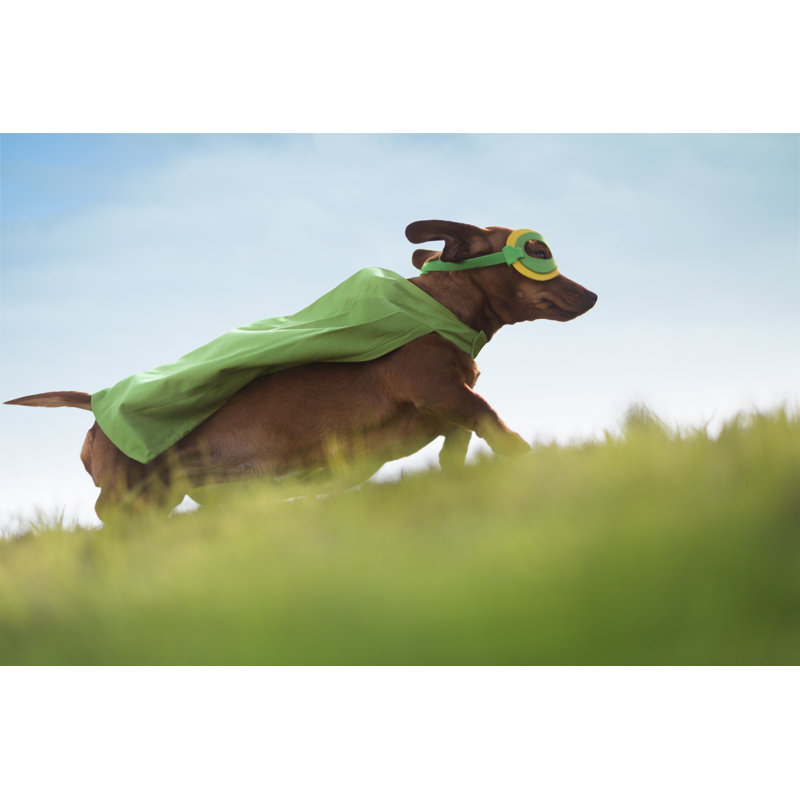 Superhero Dachshund Dog par Mrpliskin, H 32 po x l 48 po