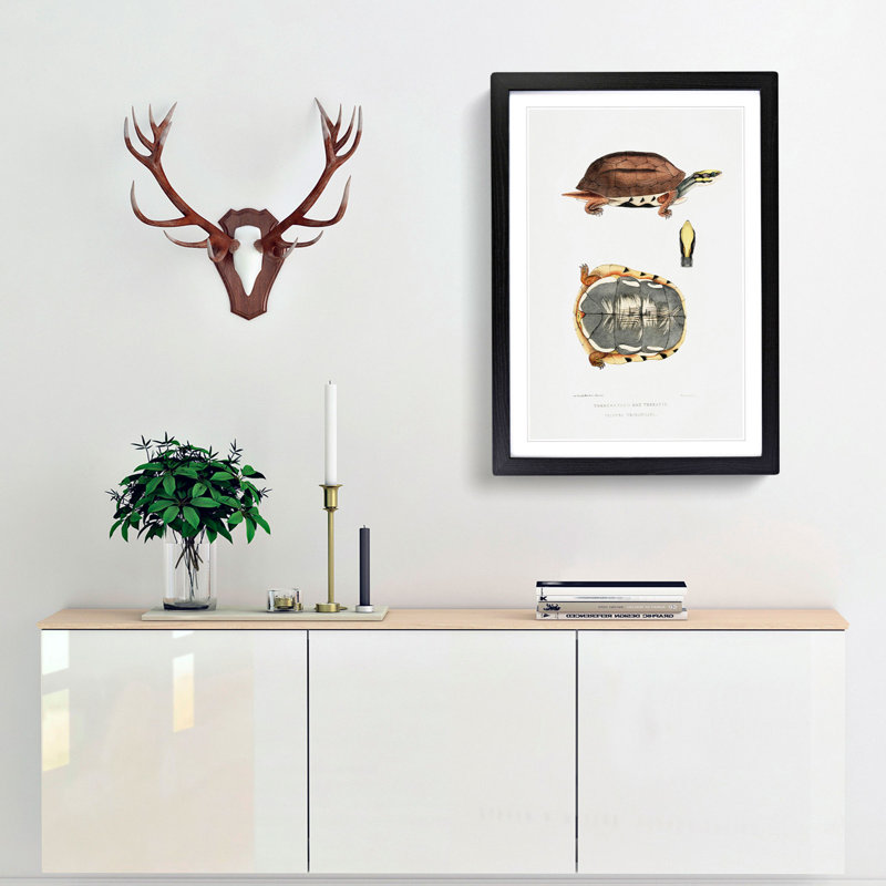 Three Banded Box Terrapin by John Edward Gray - Framed Print, 48cm H x 36cm W x 2cm D, Black Framed