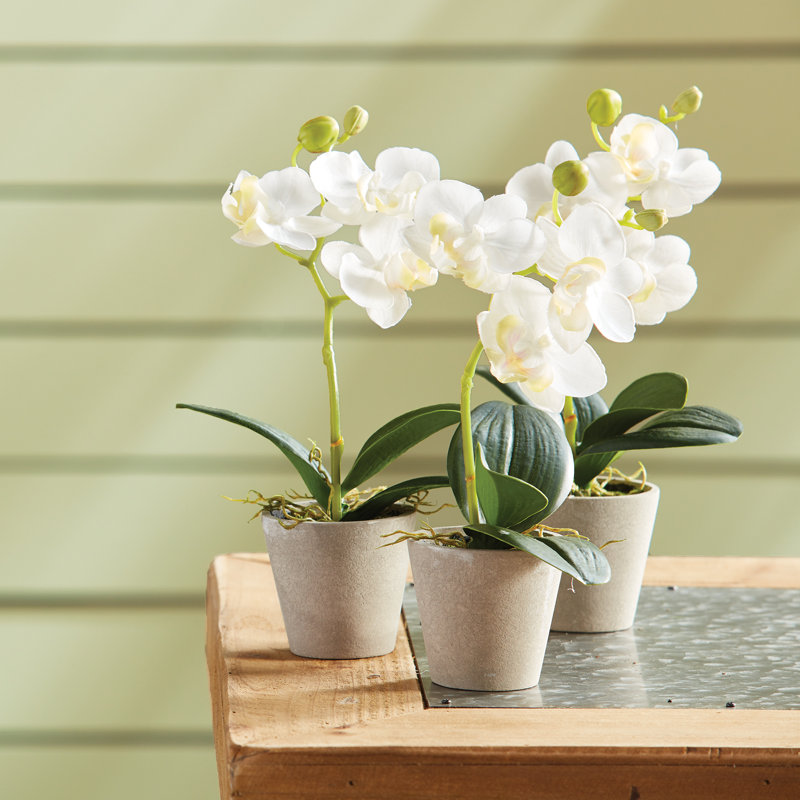 Mini Orchid 9" Potted