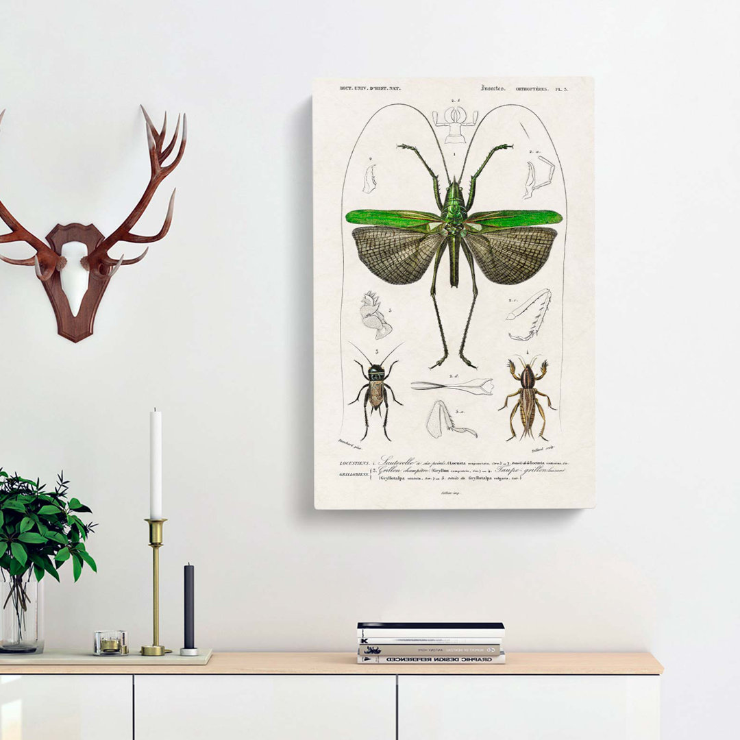 Grasshopper Illustration by Charles D Orbigny - Wrapped Canvas