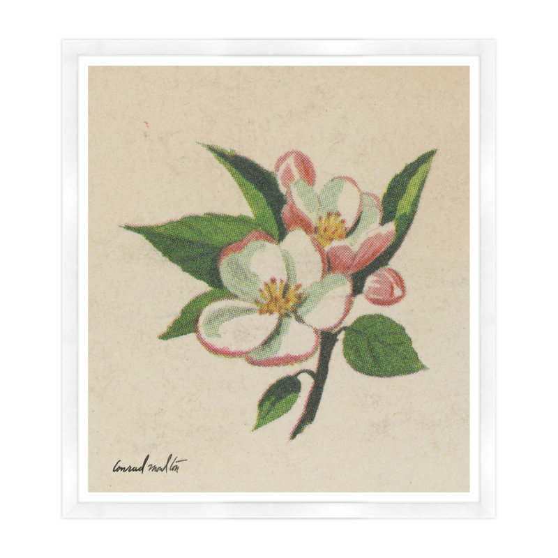 Moulton Collection " Cherry Blossom ", White Framed