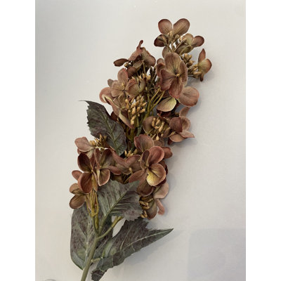 Tige d'hortensia brune