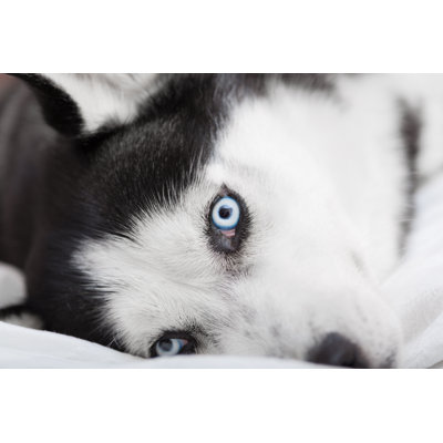 " Eyes Of Siberian Husky " by Giakita