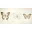 Butterflies sketch - 24"x48" Framed canvas