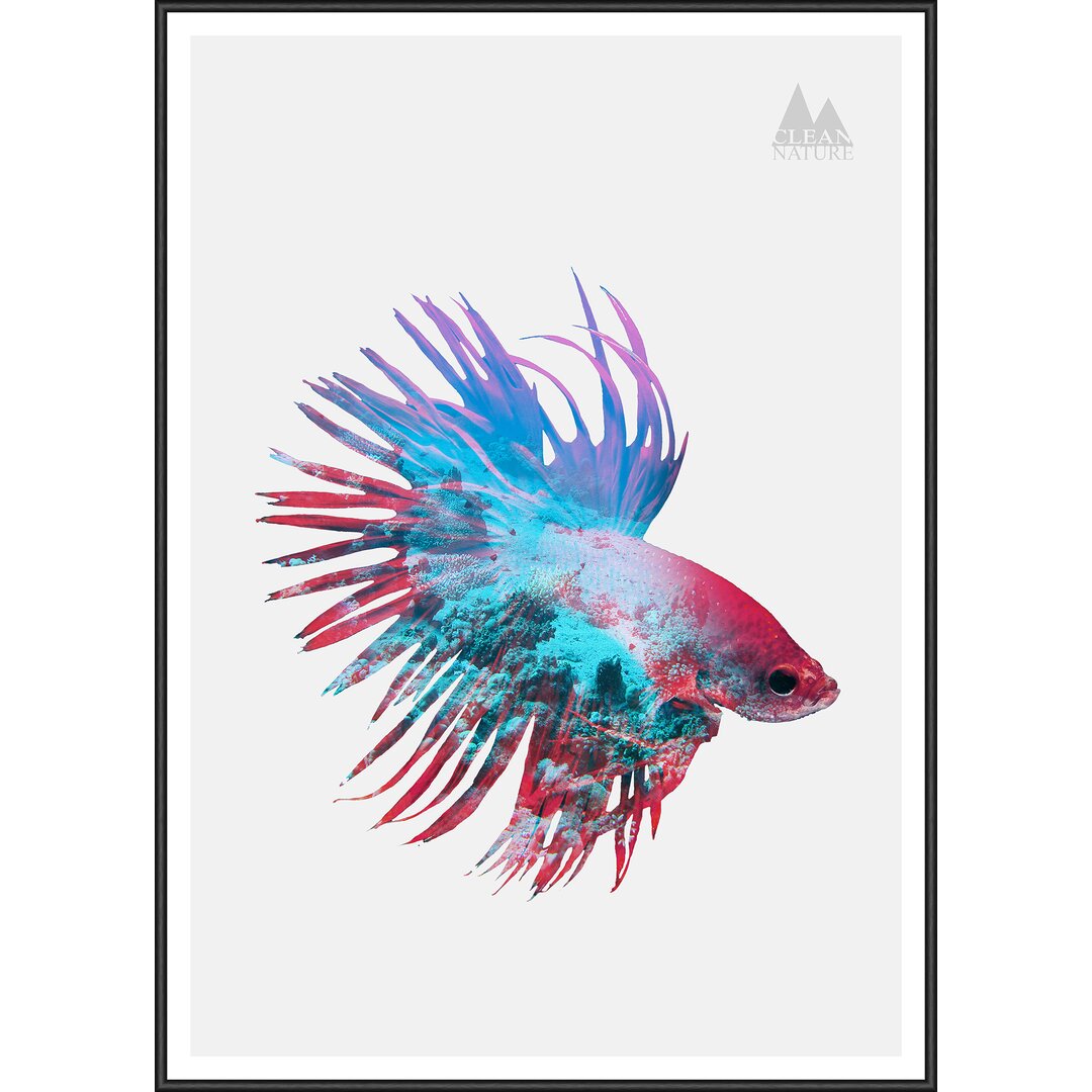 Gerahmtes Poster Fighting Fish, Grafikdruck