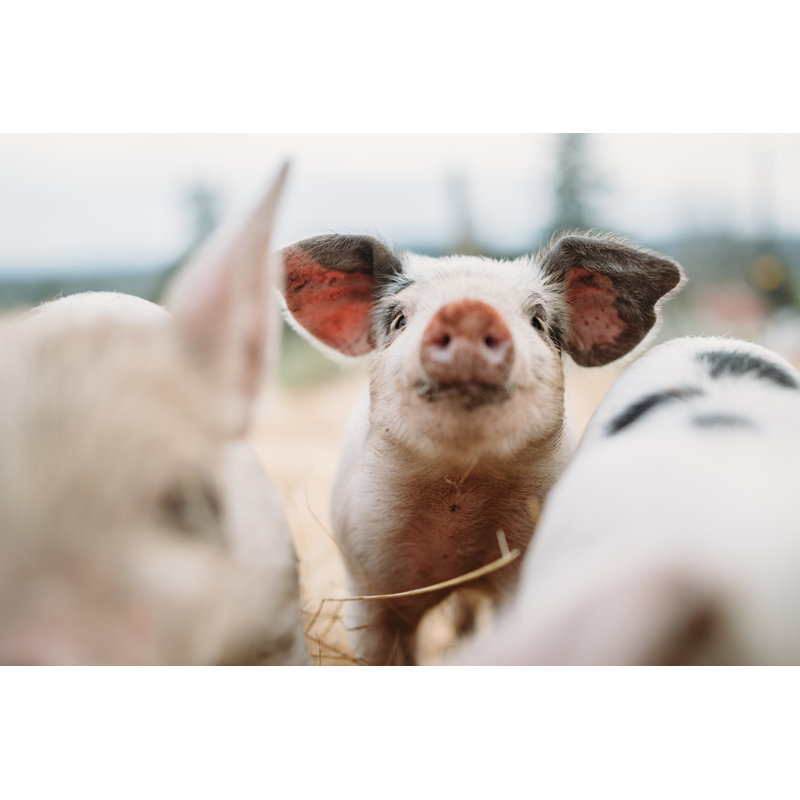 Cute Baby Pigs by Ryanjlane, 24" H x 36" W