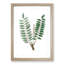 Indian Frankincense Flowers Illustration - Framed Print-55575979-55575983