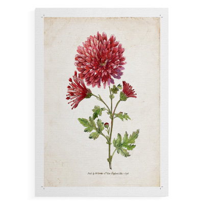 Botanical III - reproduction de toile seulement - non encadrée