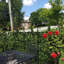 Plante de 19,7 po