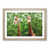 Oak Framed selected