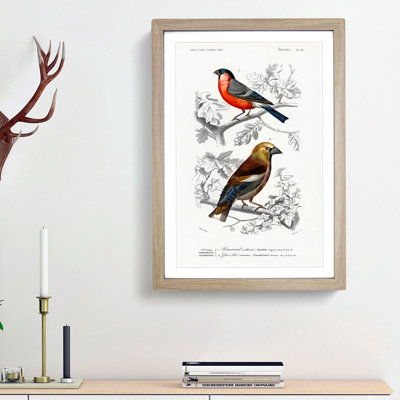 Bird Illustrations PL. 21 by Charles d Orbigny - Framed Print