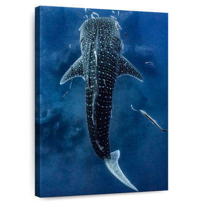 Brampt Spotted Whale Shark