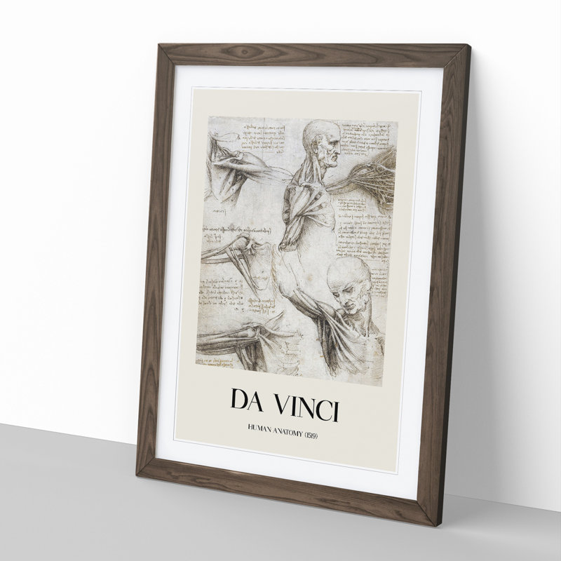 Human Anatomy Vol.3 by Leonardo Da Vinci - Picture Frame Drawing, 36cm H x 27cm W x 2cm D, Walnut Framed