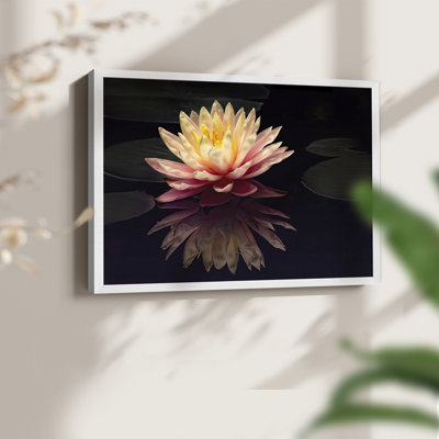 Photographie, étude, nénuphar, reproduction encadrée