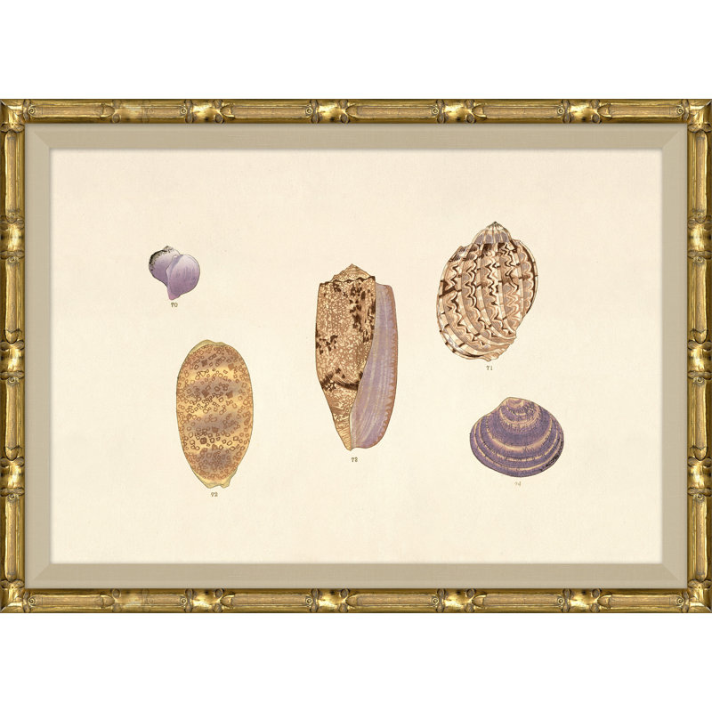 Malacology Study, Plate IV