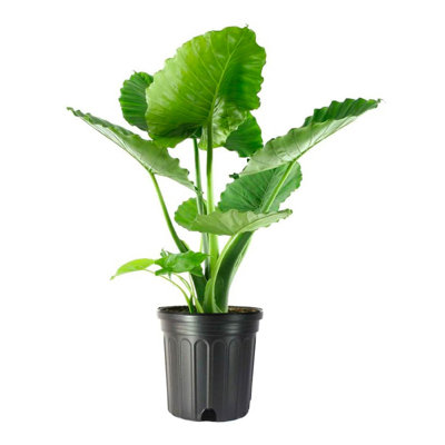 Low Light American Plant Exchange Alocasia California Elephant Ear, Large Live Houseplant, 10-Inch Pot, Wavy Green Foliage