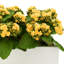 Kalanchoe Arrangement in Fiberstone Planter-1646607056-1624349390