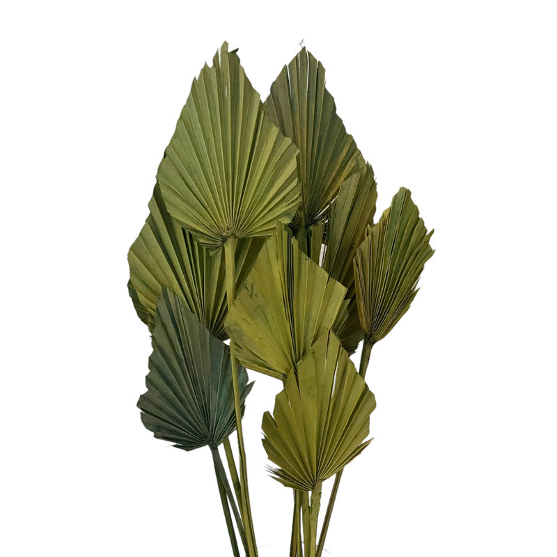 Fredela Arrangement, Lime Green