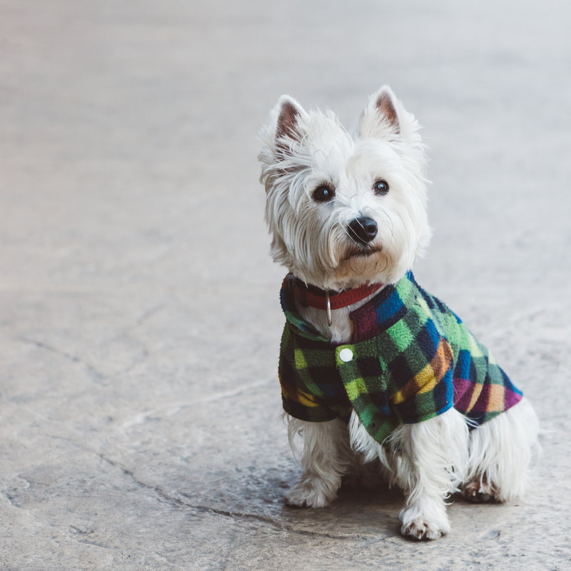 Cute West Terrier by Marjan_Apostolovic - Wrapped Canvas Print, 51cm H x 51cm W x 3.8cm D