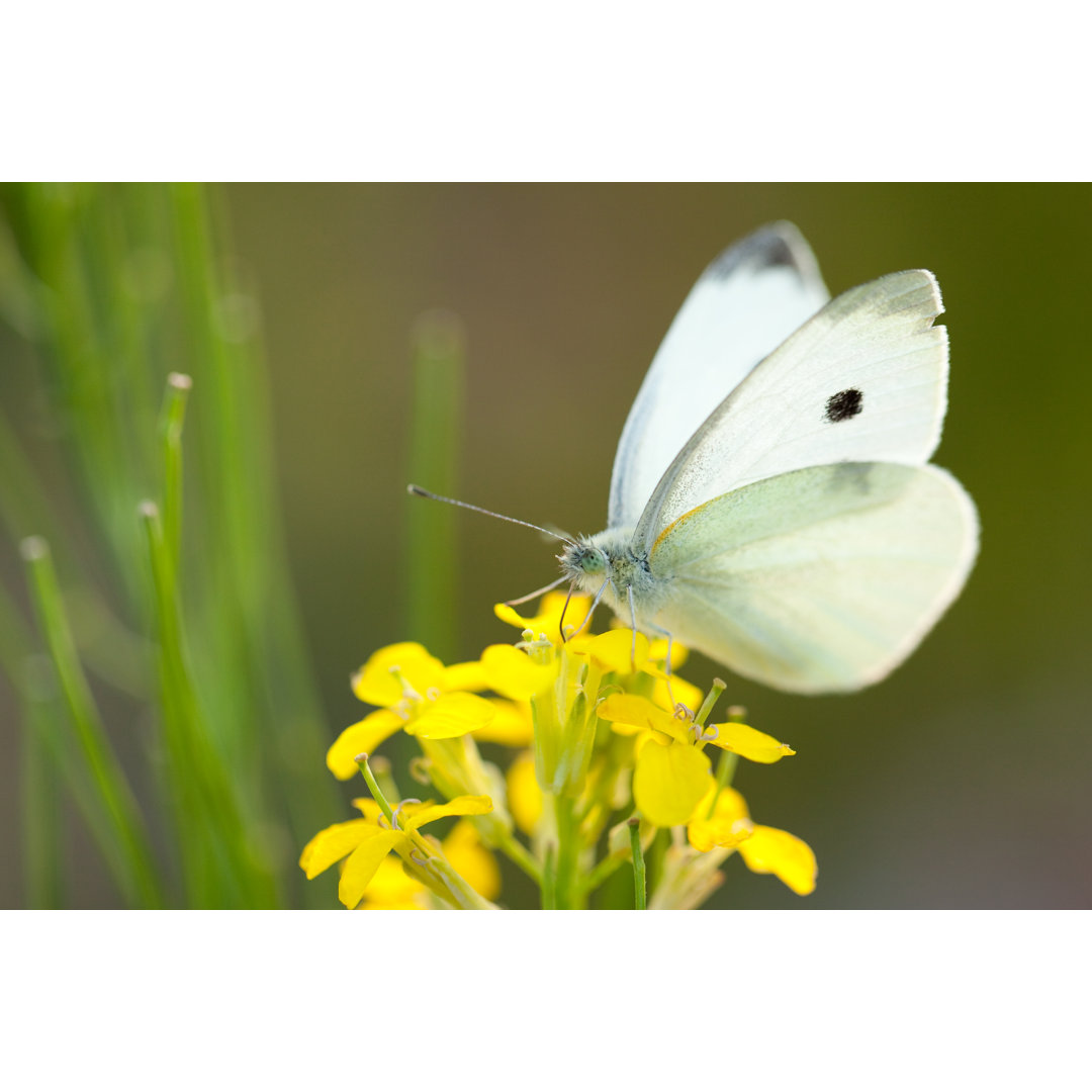 Weißer Schmetterling - Leinwandbild