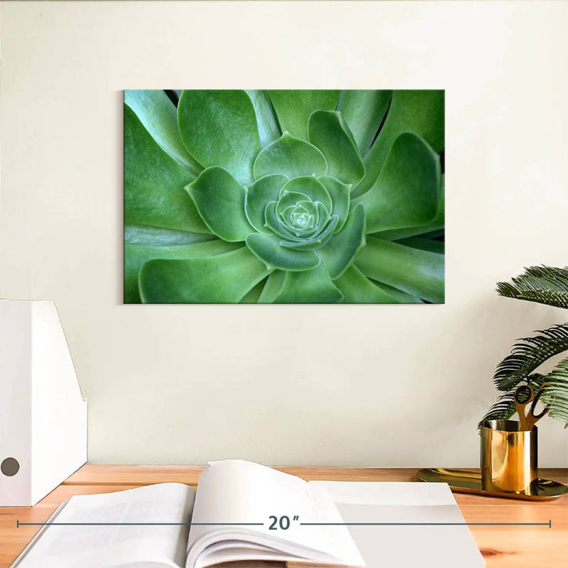 Harnek Single Succulant, 8" H x 12" W