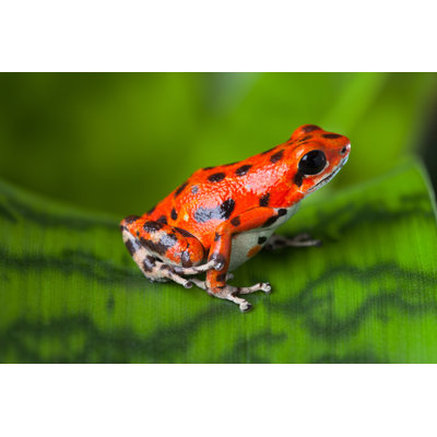 " Red Poison Frog " by Kikkerdirk