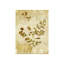 Eucalyptus Polyanthemos Print-26950523-26950528