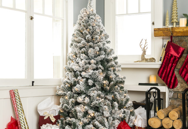 Find Your Perfect Christmas Tree