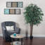 Sapin de feuillage en pot sous le bureau mango
