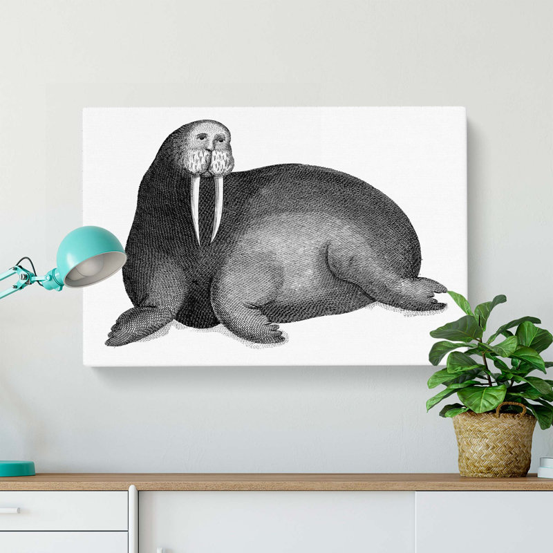 Walrus In Black & White by George Shaw - Wrapped Canvas Print, 50cm H x 76cm W x 3cm D