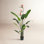 Bird of Paradise Tree in Pot